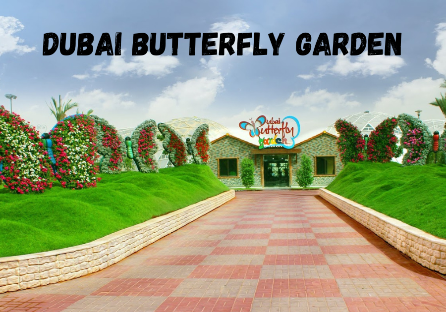 Dubai butterfly garden
